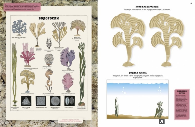 Иллюстрация 3 из 4 для Интерактивная энциклопедия по биологии с наклейками | Лабиринт - книги. Источник: Лабиринт