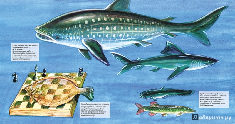 Иллюстрация 5 из 42 для Рыбы - Николай Сладков | Лабиринт - книги. Источник: Лабиринт