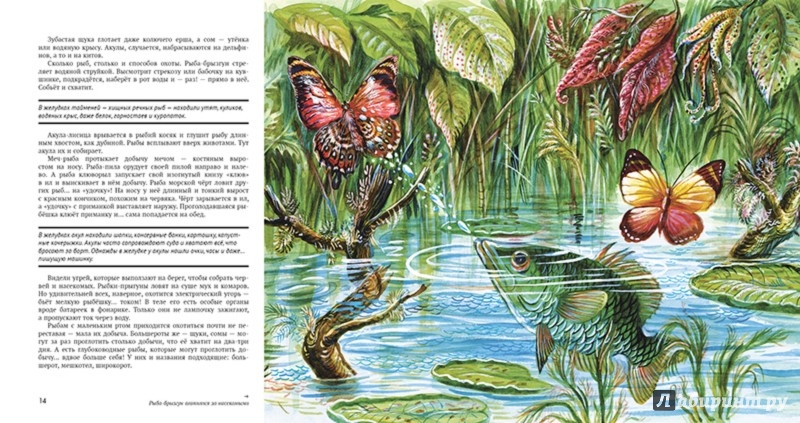 Иллюстрация 7 из 42 для Рыбы - Николай Сладков | Лабиринт - книги. Источник: Лабиринт