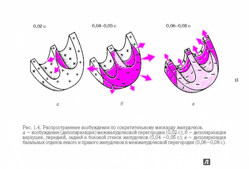 Схема распространения возбуждения по миокарду