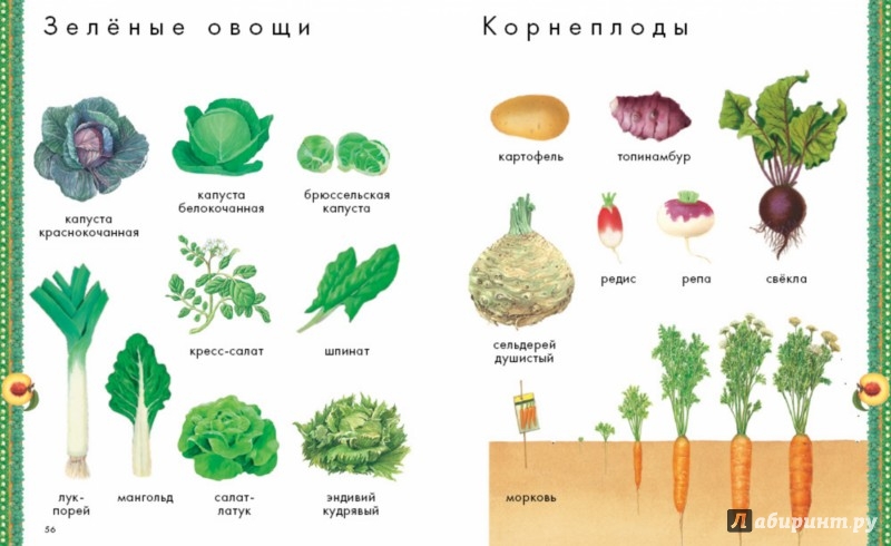 Иллюстрация 4 из 4 для Природа. Большая энциклопедия | Лабиринт - книги. Источник: Лабиринт