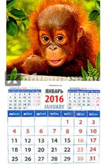 Календарь на магните на 2016 год. Год обезьяны. Малыш орангутанг (20627).