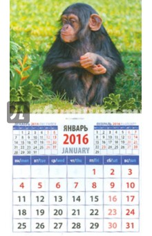 Календарь магнитный 2016. Год обезьяны. Малыш шимпанзе (20630).