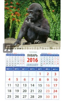 Календарь на магните 2016. Год обезьяны. Детеныш гориллы (20632).