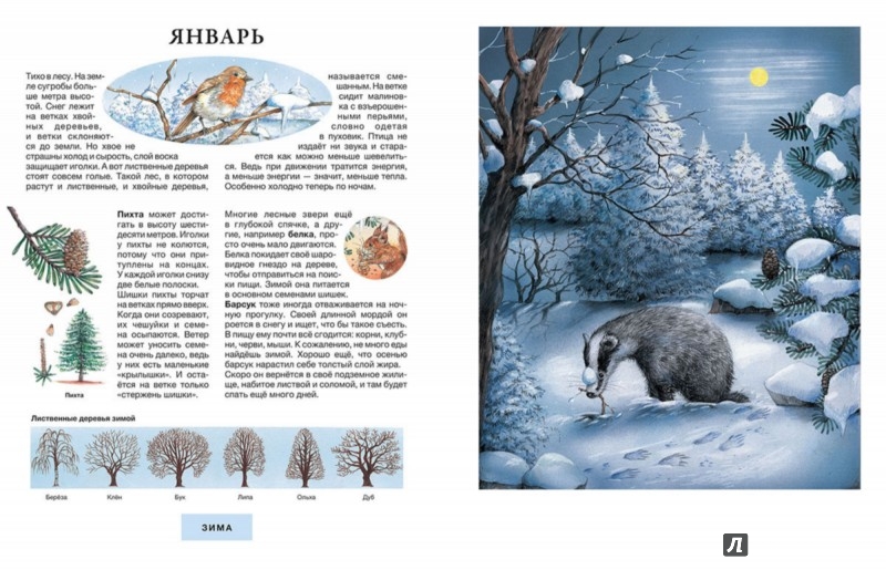 Иллюстрация 1 из 16 для Год в лесу - Сюзанна Риха | Лабиринт - книги. Источник: Лабиринт