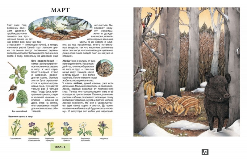 Иллюстрация 2 из 16 для Год в лесу - Сюзанна Риха | Лабиринт - книги. Источник: Лабиринт