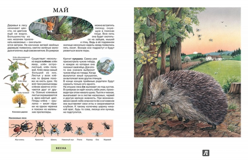 Иллюстрация 4 из 16 для Год в лесу - Сюзанна Риха | Лабиринт - книги. Источник: Лабиринт