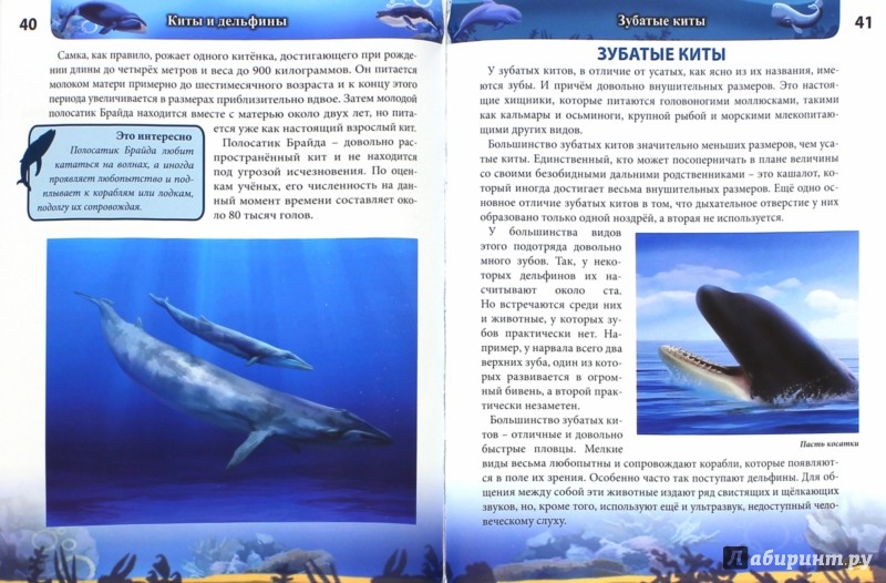 Иллюстрация 1 из 35 для Киты и дельфины - Михаил Савостин | Лабиринт - книги. Источник: Лабиринт