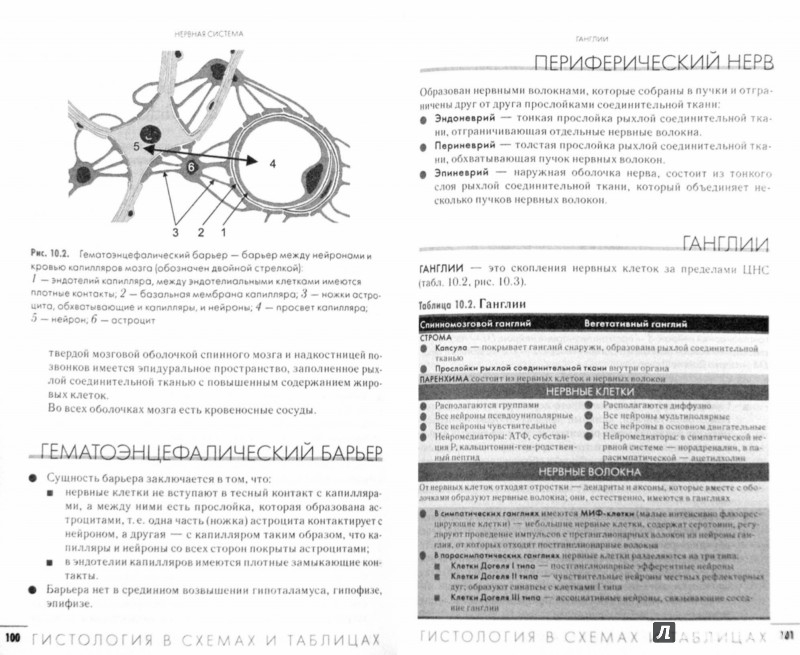 Гистология в схемах и таблицах. Гунин А. Г.