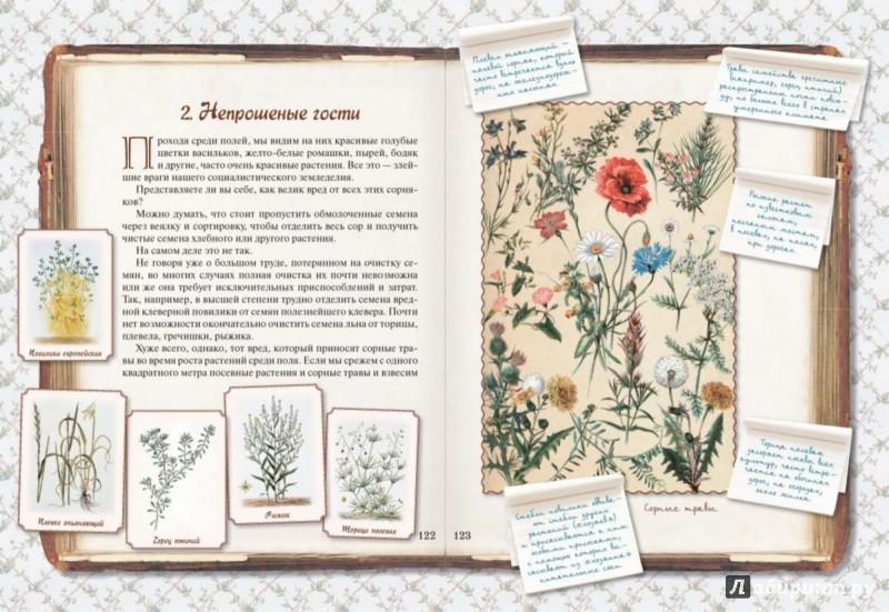 Иллюстрация 4 из 15 для Занимательная ботаника - Александр Цингер | Лабиринт - книги. Источник: Лабиринт