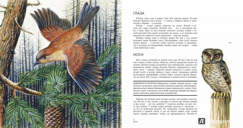 Иллюстрация 2 из 28 для Энциклопедия животного мира | Лабиринт - книги. Источник: Лабиринт