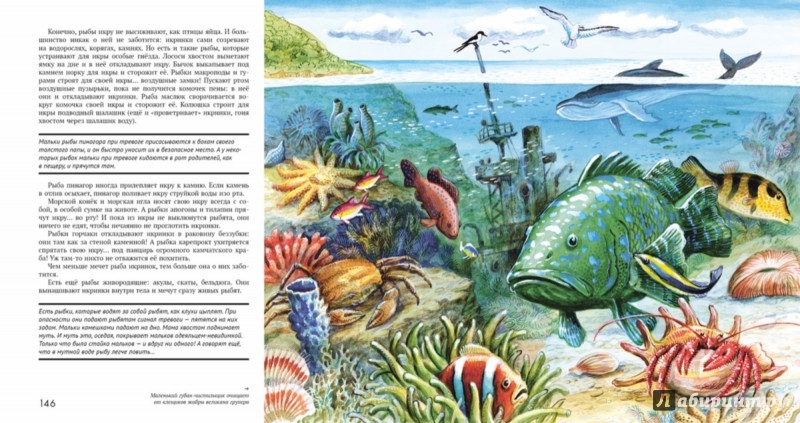 Иллюстрация 4 из 28 для Энциклопедия животного мира | Лабиринт - книги. Источник: Лабиринт