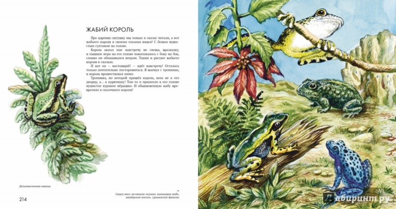 Иллюстрация 6 из 28 для Энциклопедия животного мира | Лабиринт - книги. Источник: Лабиринт