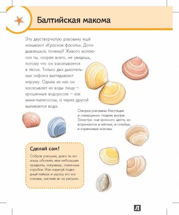 Иллюстрация 1 из 23 для Морской мир - Даниэла Прусс | Лабиринт - книги. Источник: Лабиринт