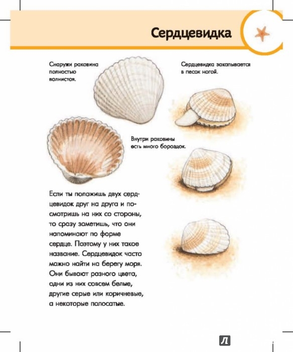 Иллюстрация 2 из 23 для Морской мир - Даниэла Прусс | Лабиринт - книги. Источник: Лабиринт