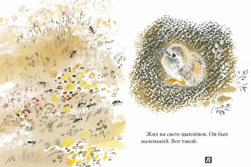 Иллюстрация 1 из 54 для Цыпленок - Корней Чуковский | Лабиринт - книги. Источник: Лабиринт