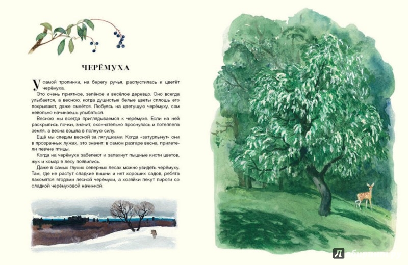 Иллюстрация 7 из 49 для Русский лес - Иван Соколов-Микитов | Лабиринт - книги. Источник: Лабиринт