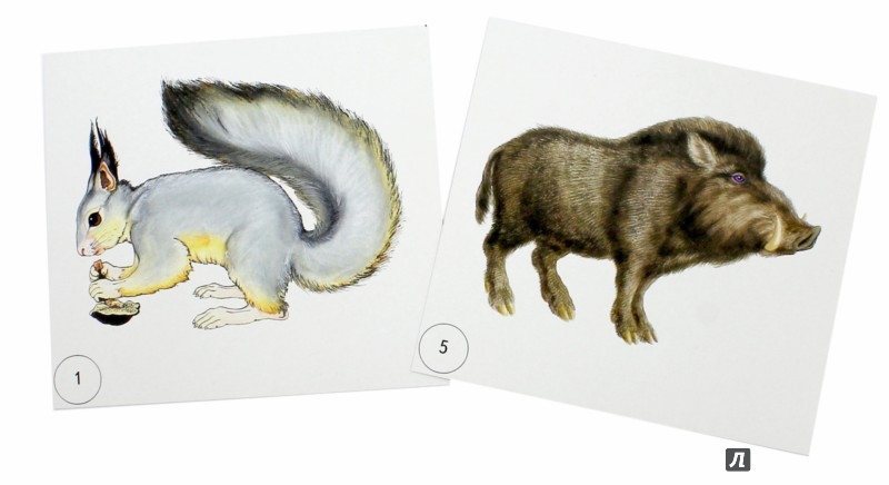 Иллюстрация 1 из 11 для Дикие животные - И. Меньшиков | Лабиринт - игрушки. Источник: Лабиринт