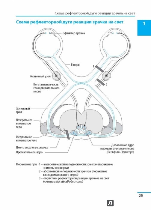 Схема аккомодационного рефлекса - 98 фото