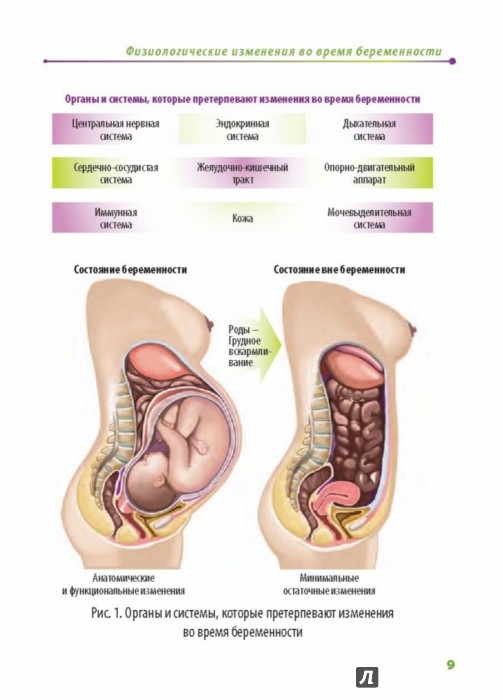 Что Происходит С Органами При Беременности Фото