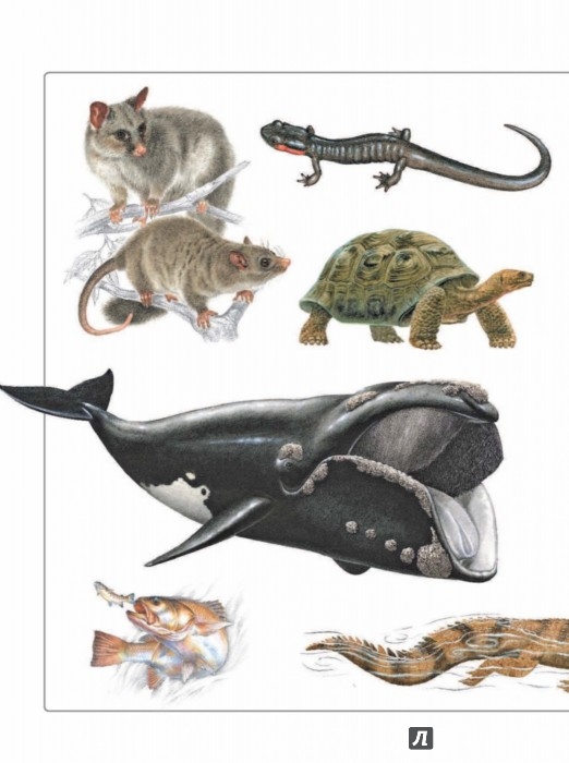 Иллюстрация 2 из 15 для Животные | Лабиринт - книги. Источник: Лабиринт