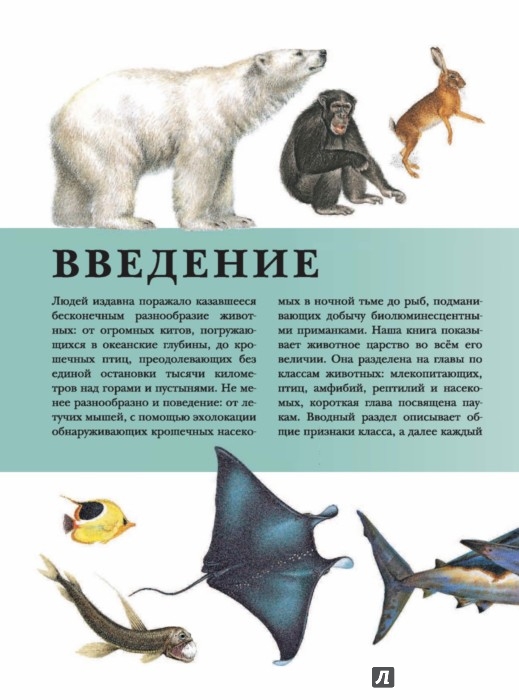 Иллюстрация 6 из 15 для Животные | Лабиринт - книги. Источник: Лабиринт