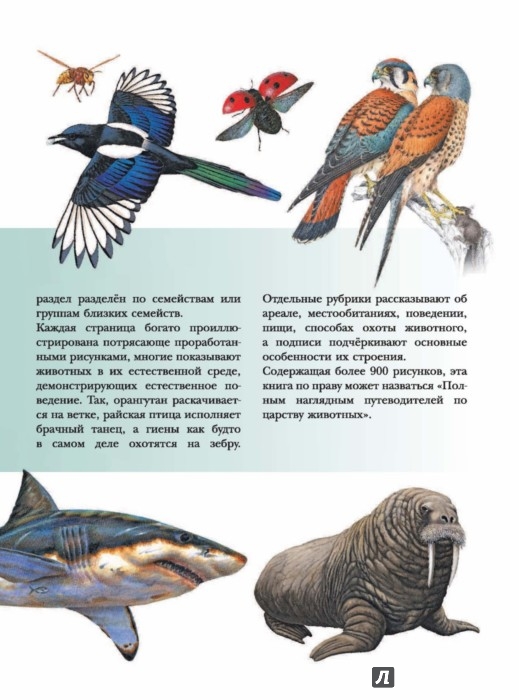Иллюстрация 7 из 15 для Животные | Лабиринт - книги. Источник: Лабиринт