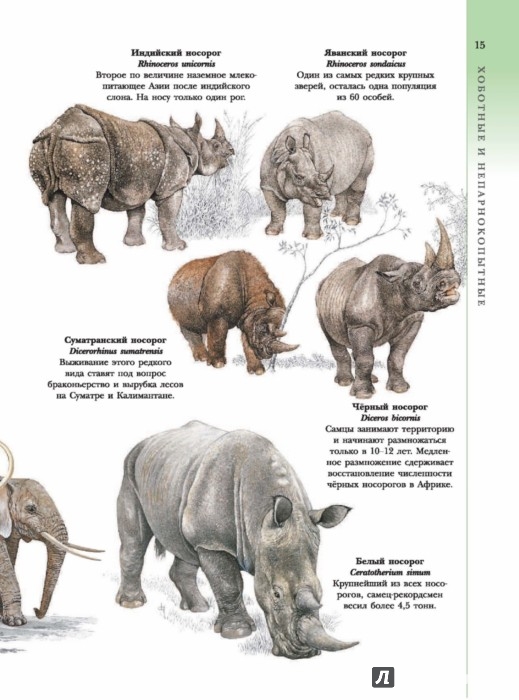 Иллюстрация 15 из 15 для Животные | Лабиринт - книги. Источник: Лабиринт