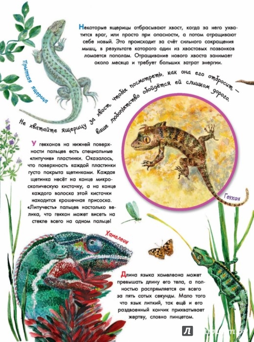 Иллюстрация 2 из 2 для Что умеют животные? - Ю. Касаткина | Лабиринт - книги. Источник: Лабиринт