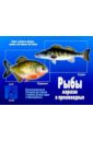 Игра: Рыбы морские и пресноводные дидактические карточки весна дизайн рыбы морские и пресноводные д 283 33х21 см