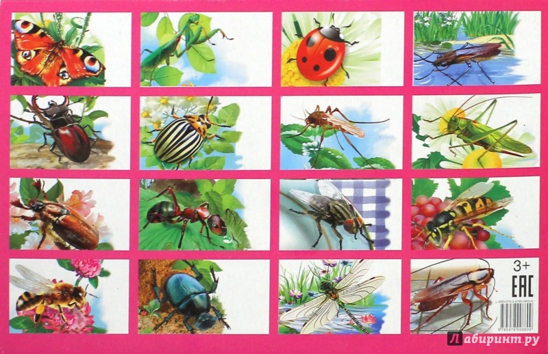 Тема в саду насекомые. Насекомые для ДОШКОЛЬНИКЛ. Насекомые. Карточки. Дидактические карточки насекомые. Карточки для детей. Насекомые.