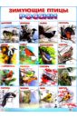 Плакат Зимующие птицы России (550х770) плакат животные европы 550х770