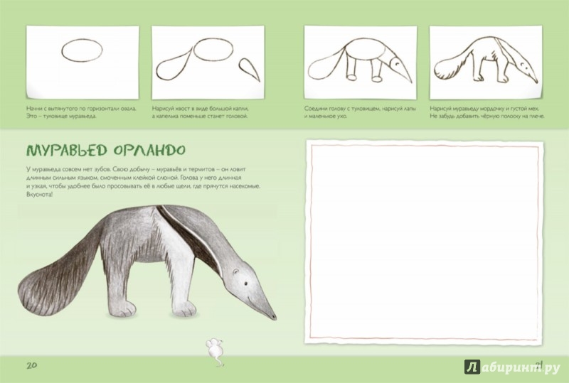 Иллюстрация 5 из 14 для Рисуем диких животных - Корина Бойренмайстер | Лабиринт - книги. Источник: Лабиринт