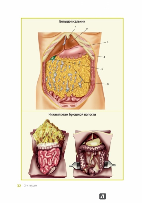 Большой и малый сальник анатомия. Большой и малый сальник анатомия. Большой сальник как выглядит под микроскопом. Малый сальник и большой сальник. Большой сальник как выглядит под микроскопом.
