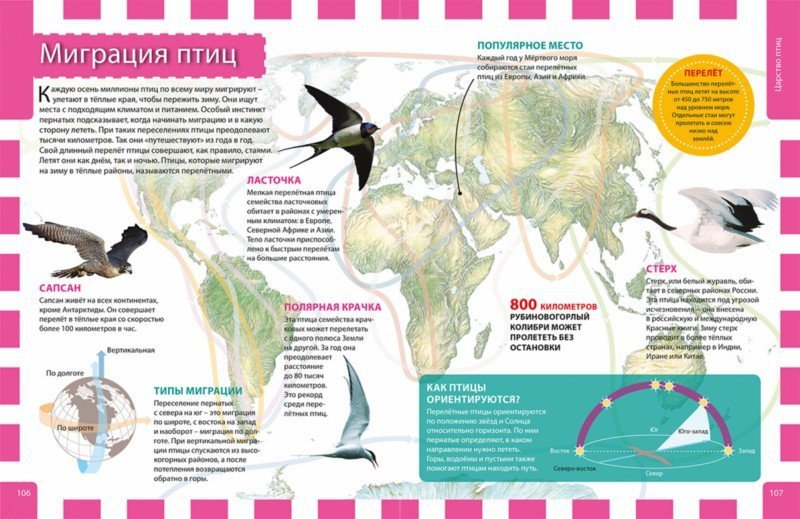 Информация о миграции птиц. Карта миграции птиц России. Пути миграции птиц. Пути миграции перелетных птиц. Карта миграции перелетных птиц.