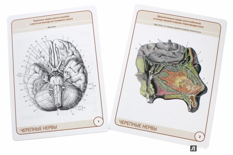 Иллюстрация 1 из 7 для Анатомия человека.Черепные нервы. Карточки (26 шт) - Сапин, Николенко, Тимофеева | Лабиринт - книги. Источник: Лабиринт