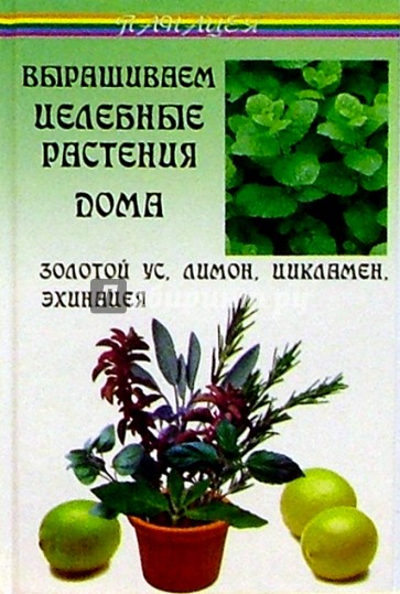 Выращиваем целебные растения дома: Золотой ус, лимон, цикламен, эхинацея