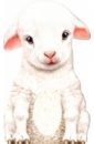 Auerbach Annie Furry Lamb safstrom maja baby animals amazing adorable facts