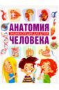 Гуиди Винченцо Анатомия человека. Энциклопедия для детей анатомия человека для детей иллюстрированная энциклопедия