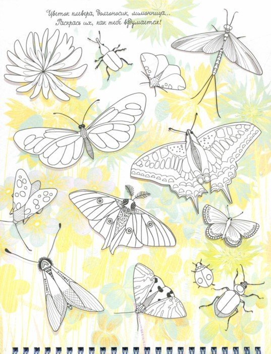 Иллюстрация 1 из 6 для Моя удивительная коллекция. Перышко и Ко - Изабель Симлер | Лабиринт - книги. Источник: Лабиринт