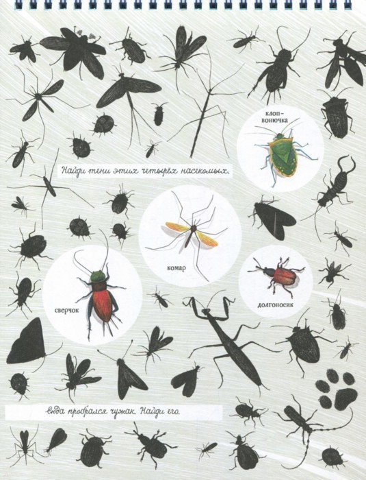 Иллюстрация 6 из 6 для Моя удивительная коллекция. Перышко и Ко - Изабель Симлер | Лабиринт - книги. Источник: Лабиринт