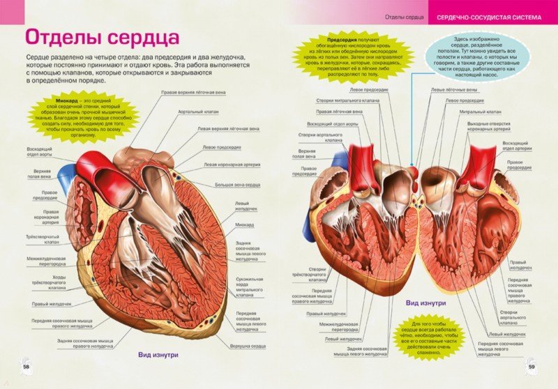 Сердце человека состоит из. Строение сердца человека. Анатомические структуры сердца. Сердце строение анатомия. Анатомическое строение сердца.