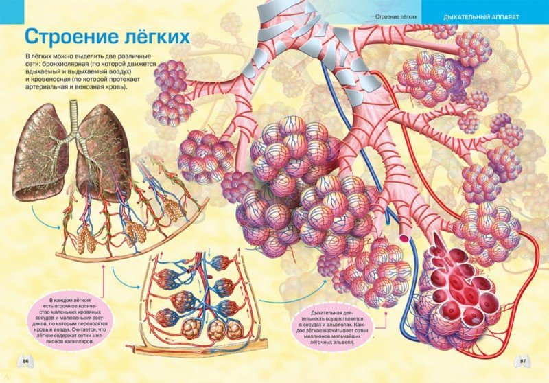 Легкие Строение Картинки