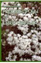 воронина светлана ивановна многолетние цветы Воронина Светлана Ивановна Рододендроны для Северо-Запада