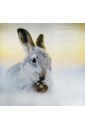 sterry paul british wildlife a photographic guide to every common species British Wildlife Photography Awards 9