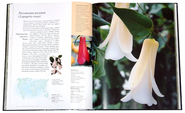 Иллюстрация 2 из 2 для Экзотические растения - Миулан, Деска | Лабиринт - книги. Источник: Лабиринт