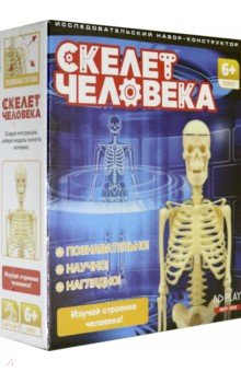 Исследовательский набор Скелет человека.