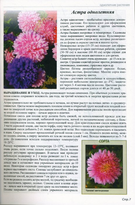 Иллюстрация 1 из 10 для Все о любимых цветах - Ганичкина, Ганичкин | Лабиринт - книги. Источник: Лабиринт