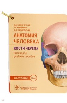 Анатомия человека. Кости черепа. 23 карточки ГЭОТАР-Медиа - фото 1