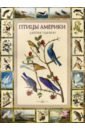 Одюбон Джеймс Птицы Америки обучающие книги белый город дж одюбон птицы америки